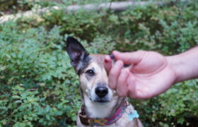 dsc01737_52305496826_l