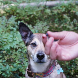 dsc01737_52305496826_l