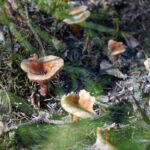 dsc01780_52306019200_l