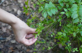 dsc01788_52306008544_l