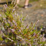 dsc01815_52305496251_l